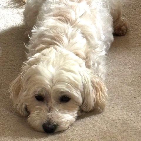 Marita, a Adoptable Havanese in Chaska, MN image 6/6