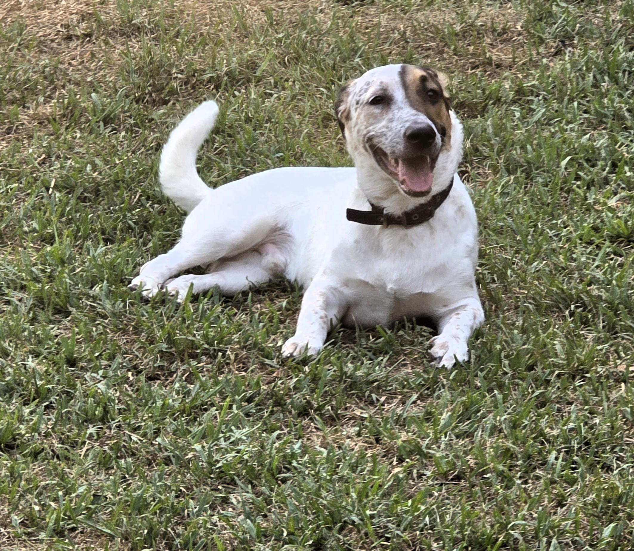 Enlarge Snickers, a Adopted mixed breed in San Francisco, CA image 1/3