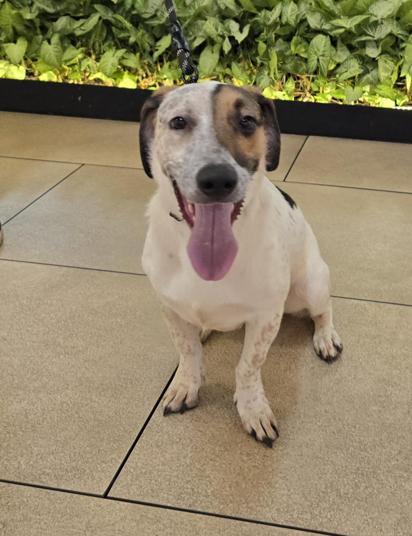 Enlarge Snickers, a Adopted mixed breed in San Francisco, CA image 2/3