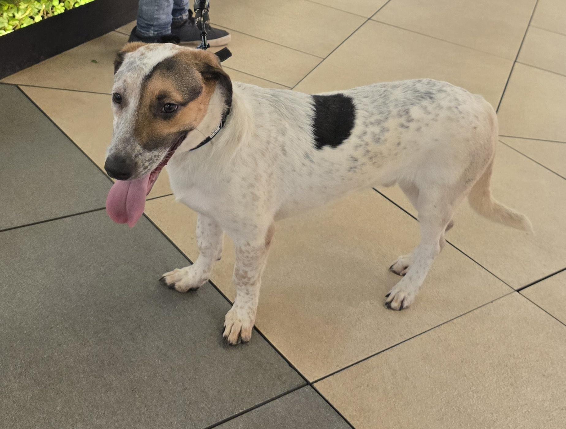 Enlarge Snickers, a Adopted mixed breed in San Francisco, CA image 3/3