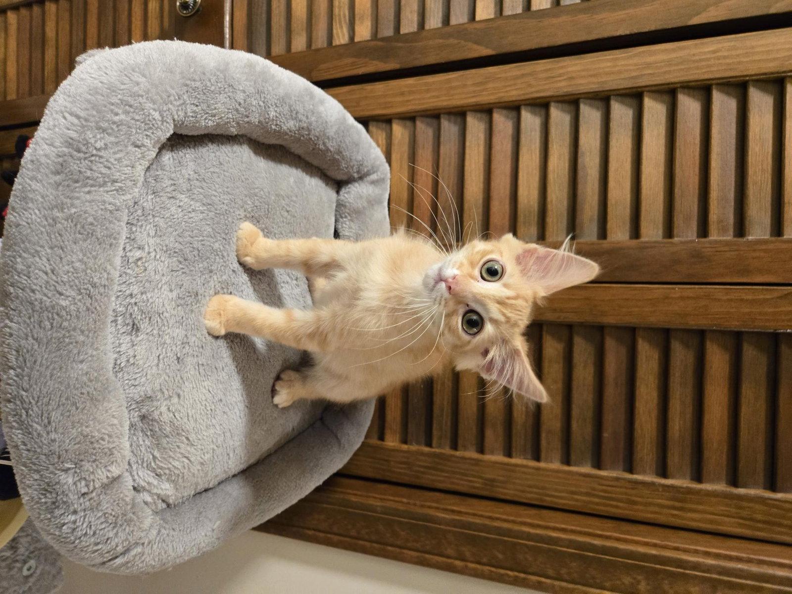 Toulouse, Adopted, Kitten Male Tabby.