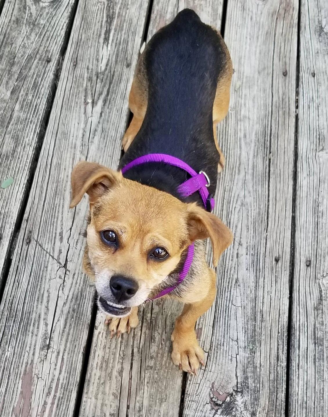 Amy, Adoptable, Adult Female Beagle.