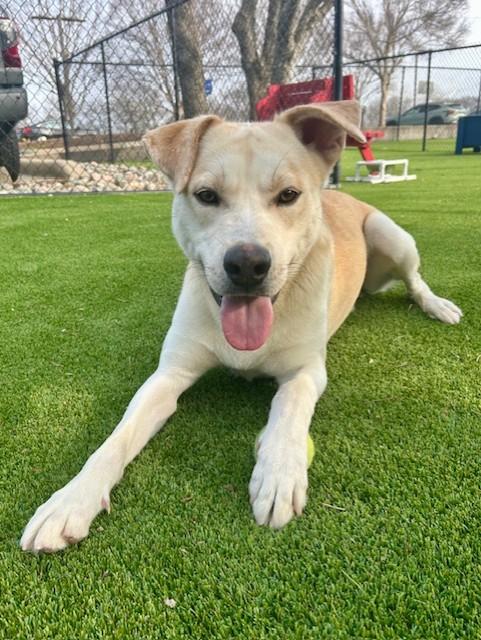 Enlarge Cornbread, an adopted mixed breed in Allen, TX image 3/4