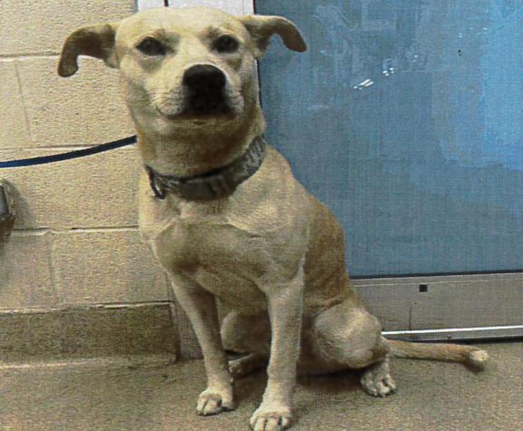 Cornbread, adopted, Adult Male Labrador Retriever.