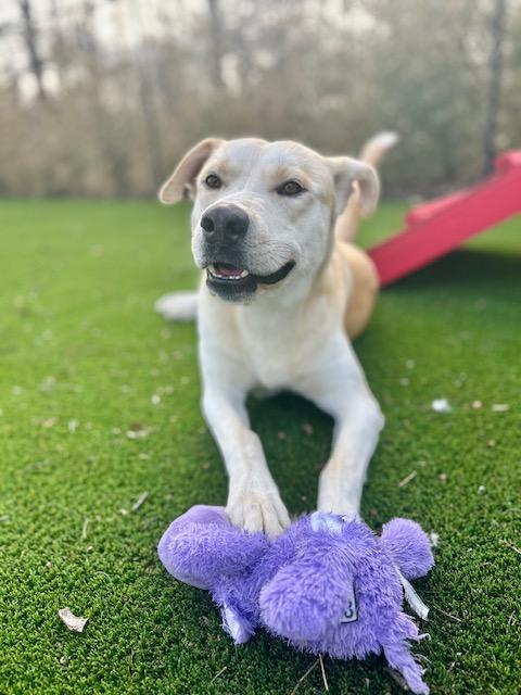 Enlarge Cornbread, an adopted mixed breed in Allen, TX image 4/4