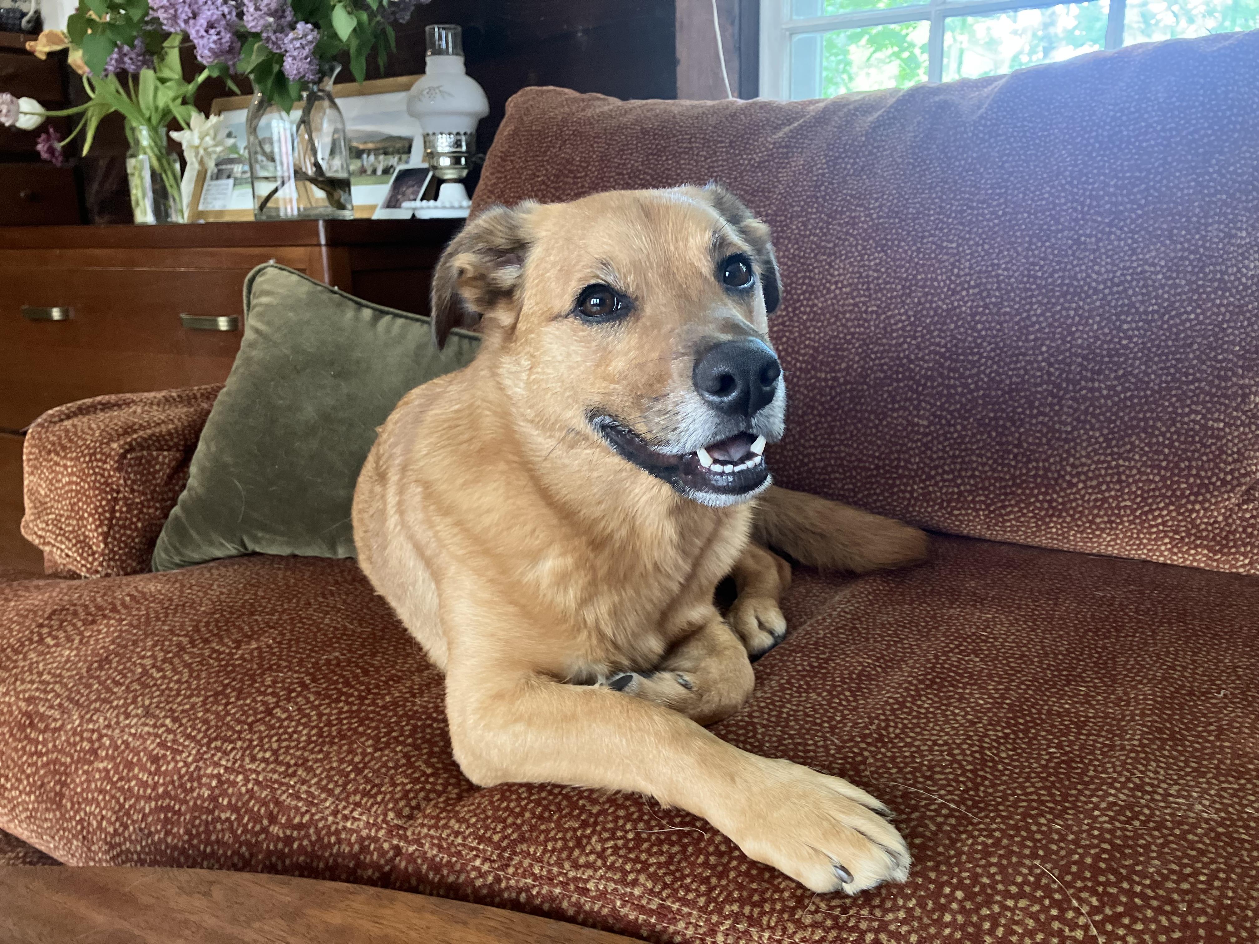 FRANKLIN, Adult Male Mixed Breed