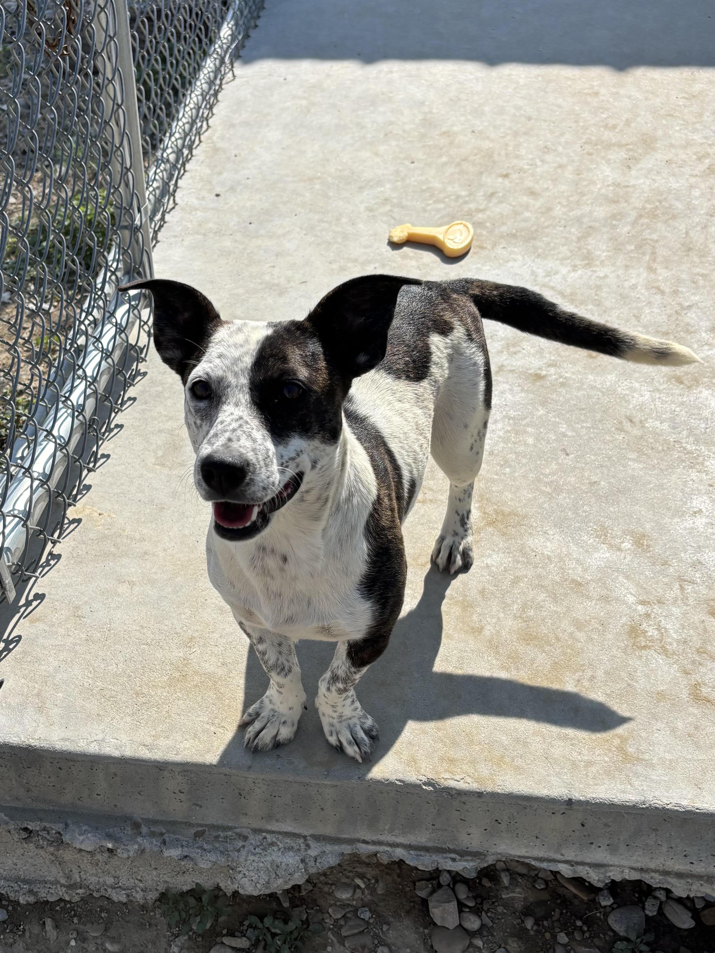 Moo, ADOPTABLE, Adult Female Mixed Breed.