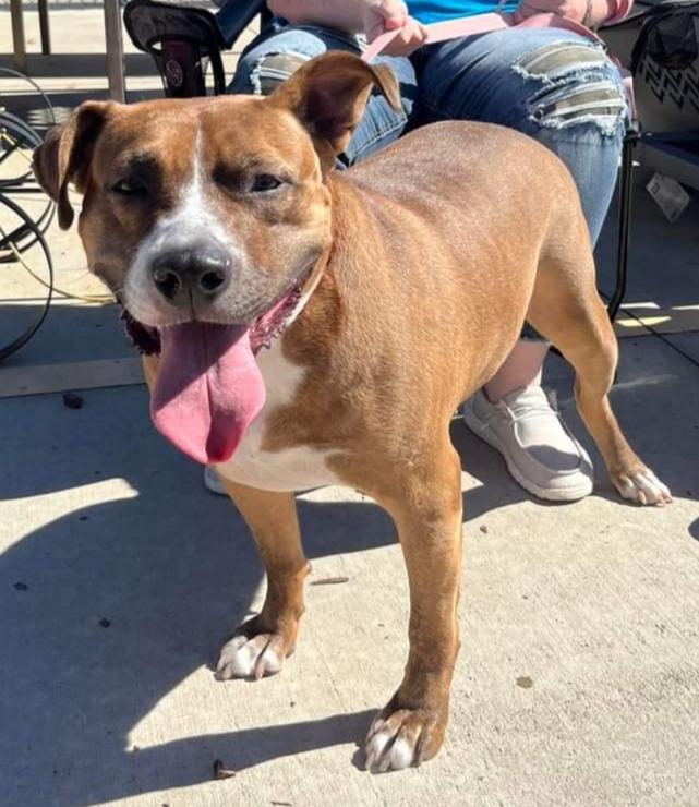 Carmella, Adoptable, Adult Female Labrador Retriever.