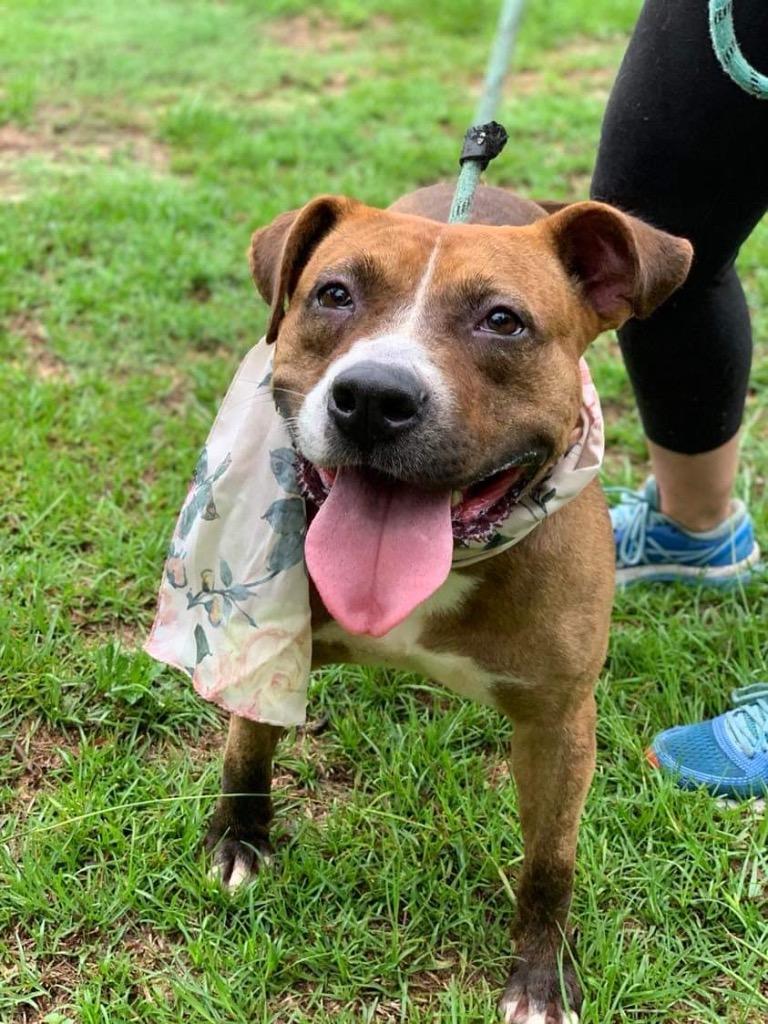 Carmella, Adoptable, Adult Female Labrador Retriever.