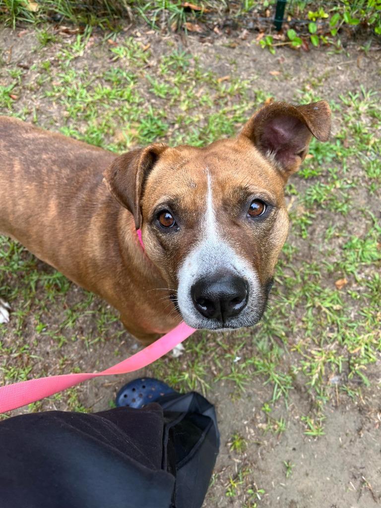 Enlarge Carmella, a Adoptable mixed breed in Hartsville, SC image 3/6