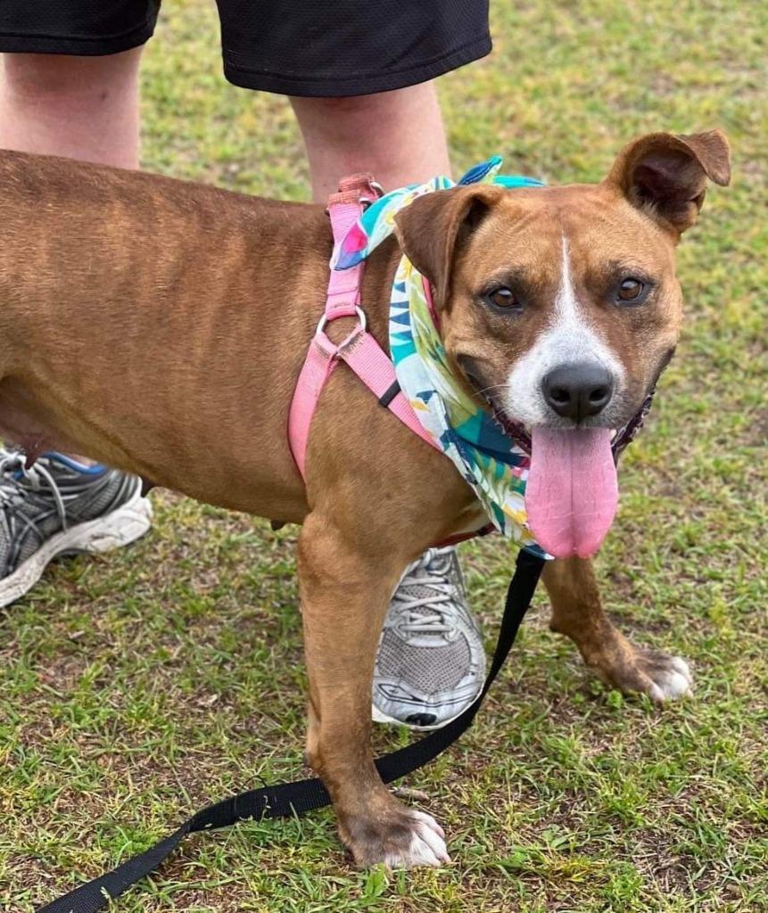 Enlarge Carmella, a Adoptable mixed breed in Hartsville, SC image 4/6