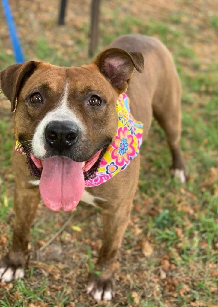 Enlarge Carmella, a Adoptable mixed breed in Hartsville, SC image 5/6