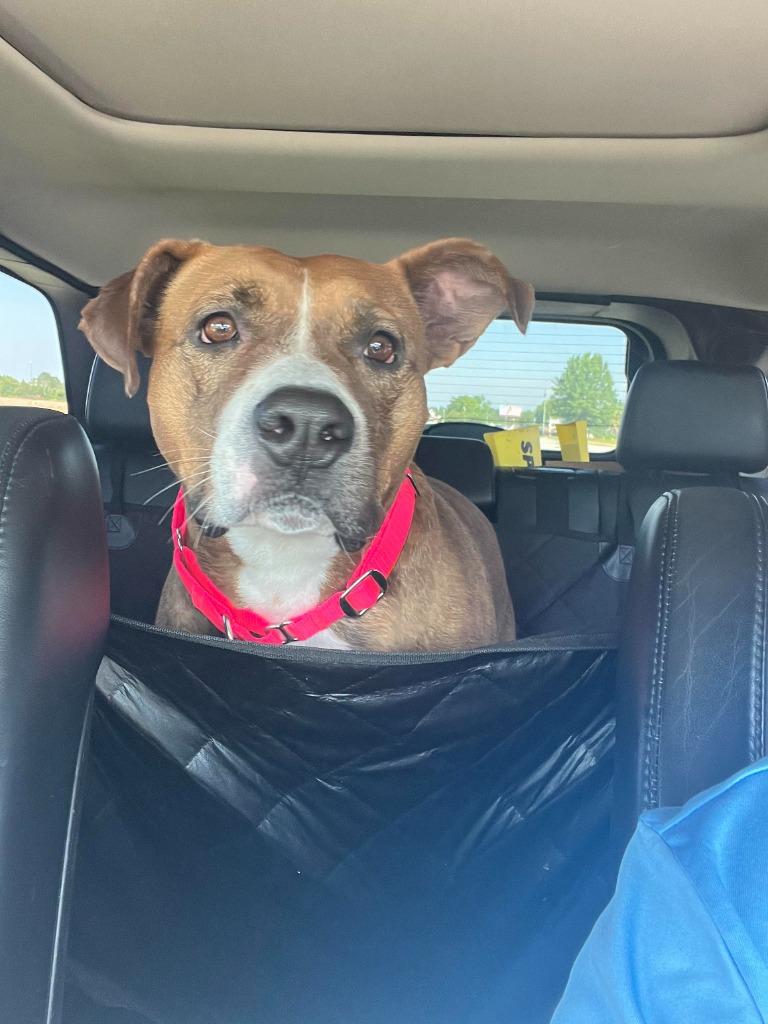 Enlarge Carmella, a Adoptable mixed breed in Hartsville, SC image 6/6