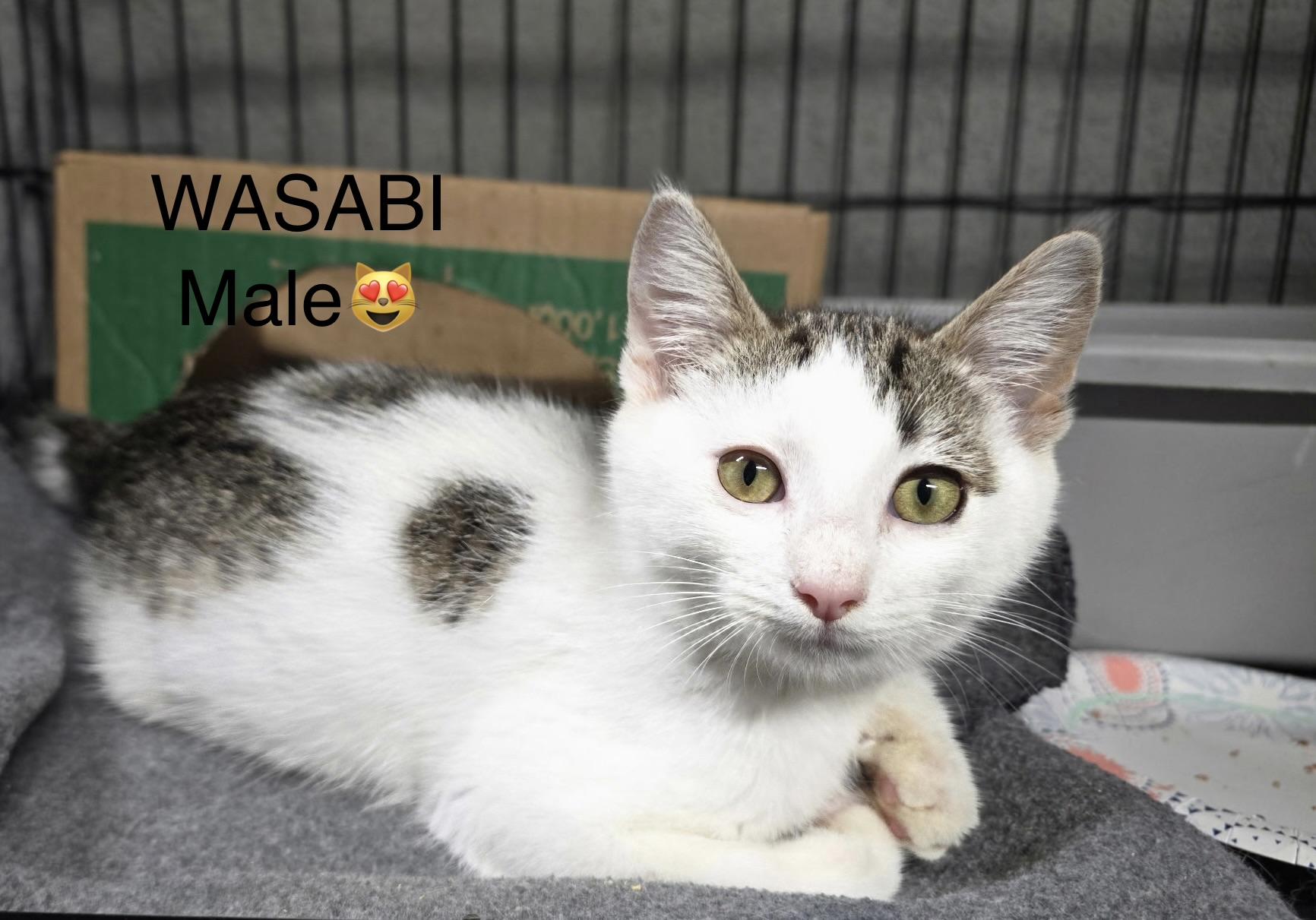 Enlarge Wasabi, Sesame, and Miso, a Adoptable mixed breed in Calais, ME image 2/3