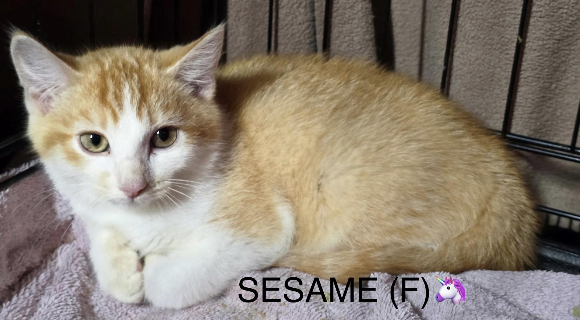 Wasabi, Sesame, and Miso, Adoptable, Kitten Male Domestic Short Hair.