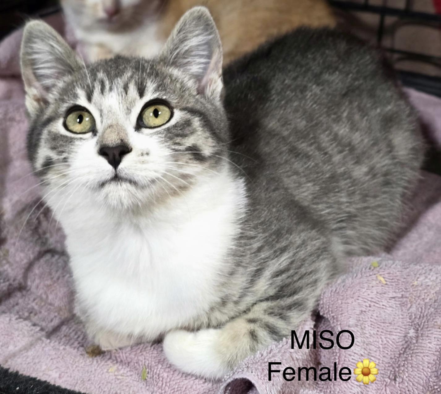 Enlarge Wasabi, Sesame, and Miso, a Adoptable mixed breed in Calais, ME image 3/3