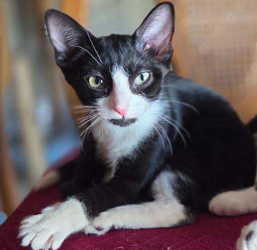 Venus, Adoptable, Kitten Female Tuxedo.
