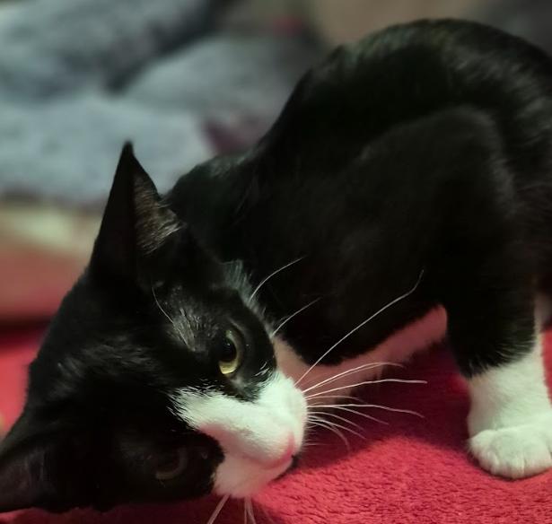 Venus, a Adoptable Tuxedo in Phoenix, AZ image 3/4