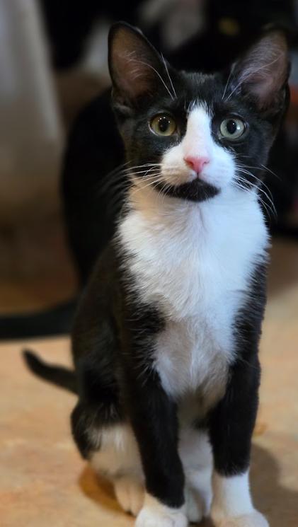 Venus, a Adoptable Tuxedo in Phoenix, AZ image 4/4
