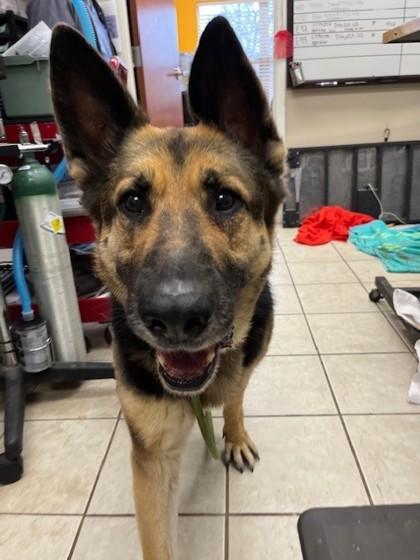 Enlarge Athena, a Adoptable mixed breed in San Marcos, TX image 2/6