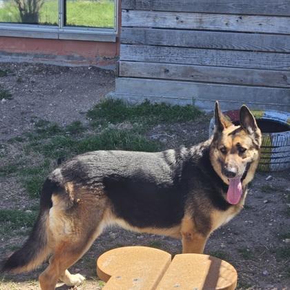 Enlarge Athena, a Adoptable mixed breed in San Marcos, TX image 4/6