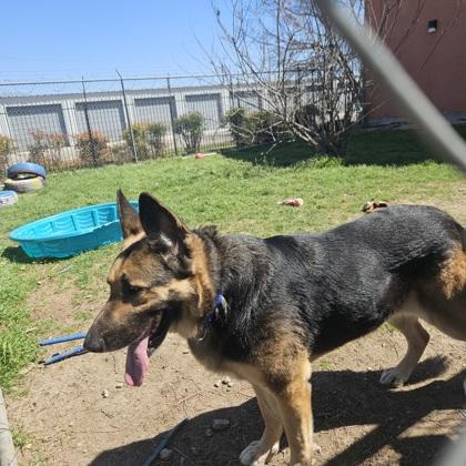 Enlarge Athena, a Adoptable mixed breed in San Marcos, TX image 5/6