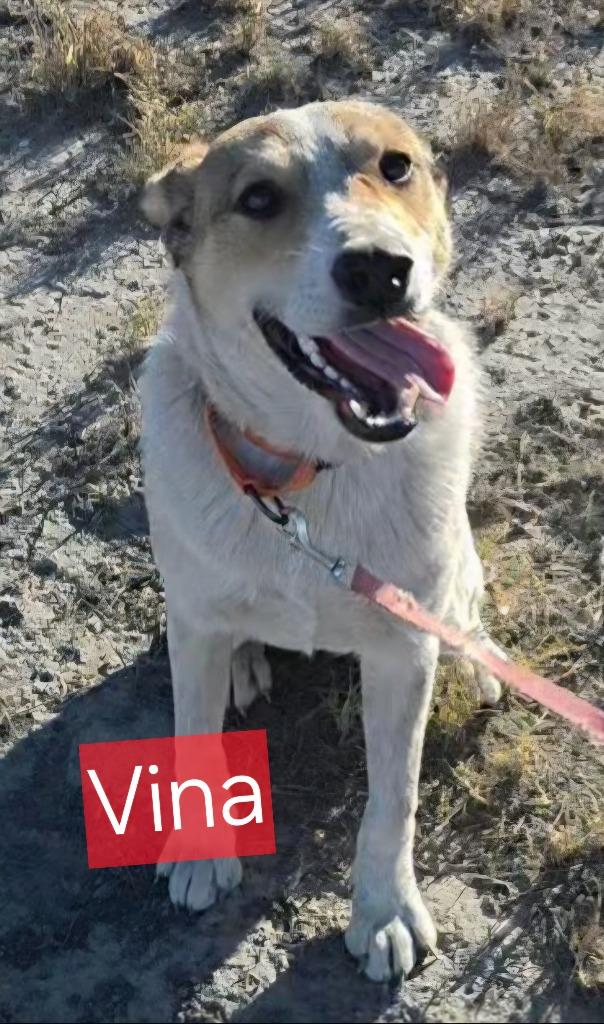 Enlarge Vina, a Adoptable mixed breed in Fort Stockton, TX image 2/2