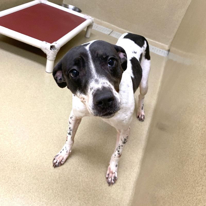 Enlarge Mae #22458, a ADOPTABLE mixed breed in Monroe, GA image 2/3