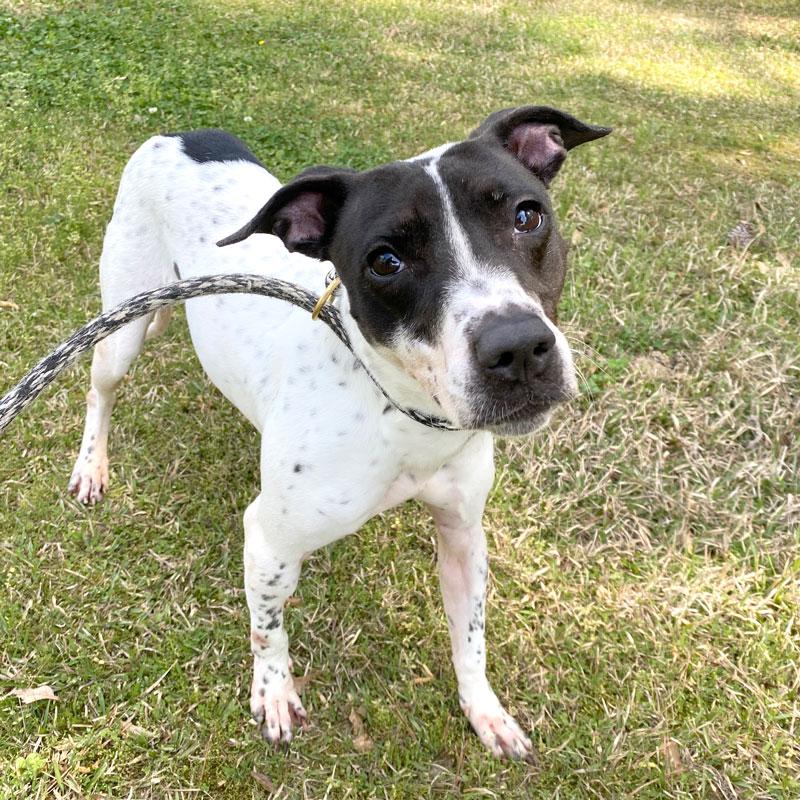 Enlarge Mae #22458, a ADOPTABLE mixed breed in Monroe, GA image 1/3