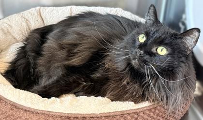 Bella Blue, Adoptable, Adult Female Domestic Long Hair & Domestic Short Hair.