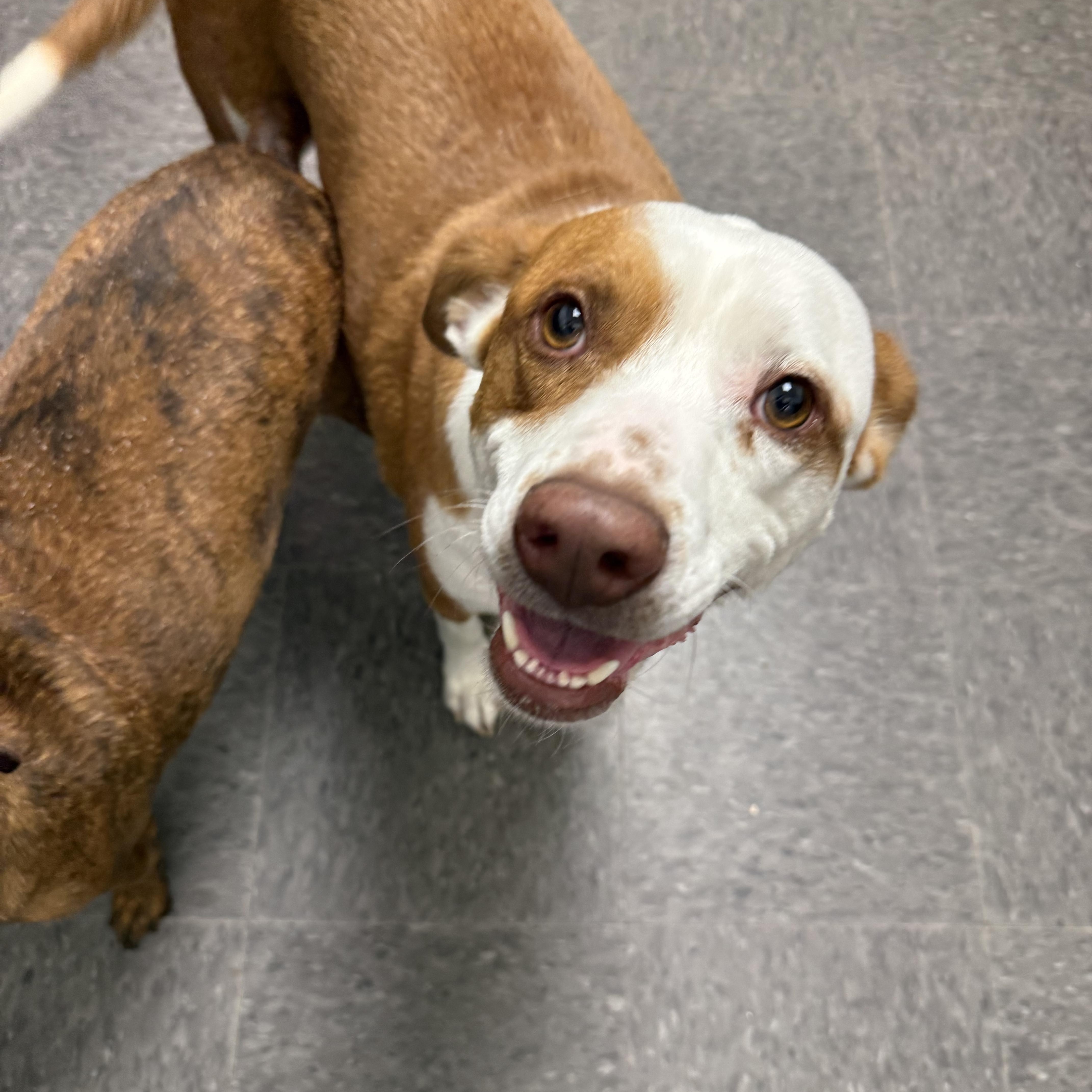 Penny, a ADOPTABLE mixed breed in Homewood, IL image 1/6