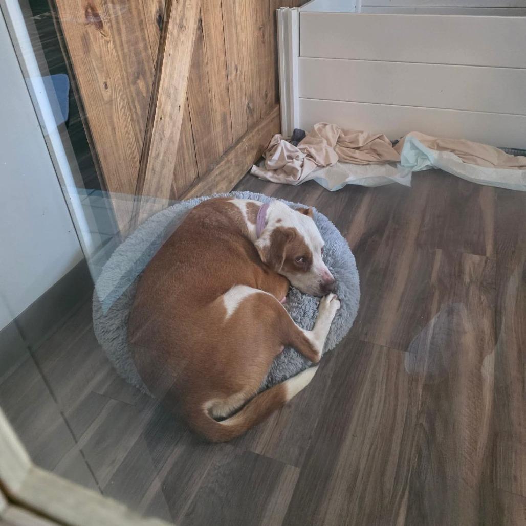 Penny, a ADOPTABLE mixed breed in Homewood, IL image 2/6