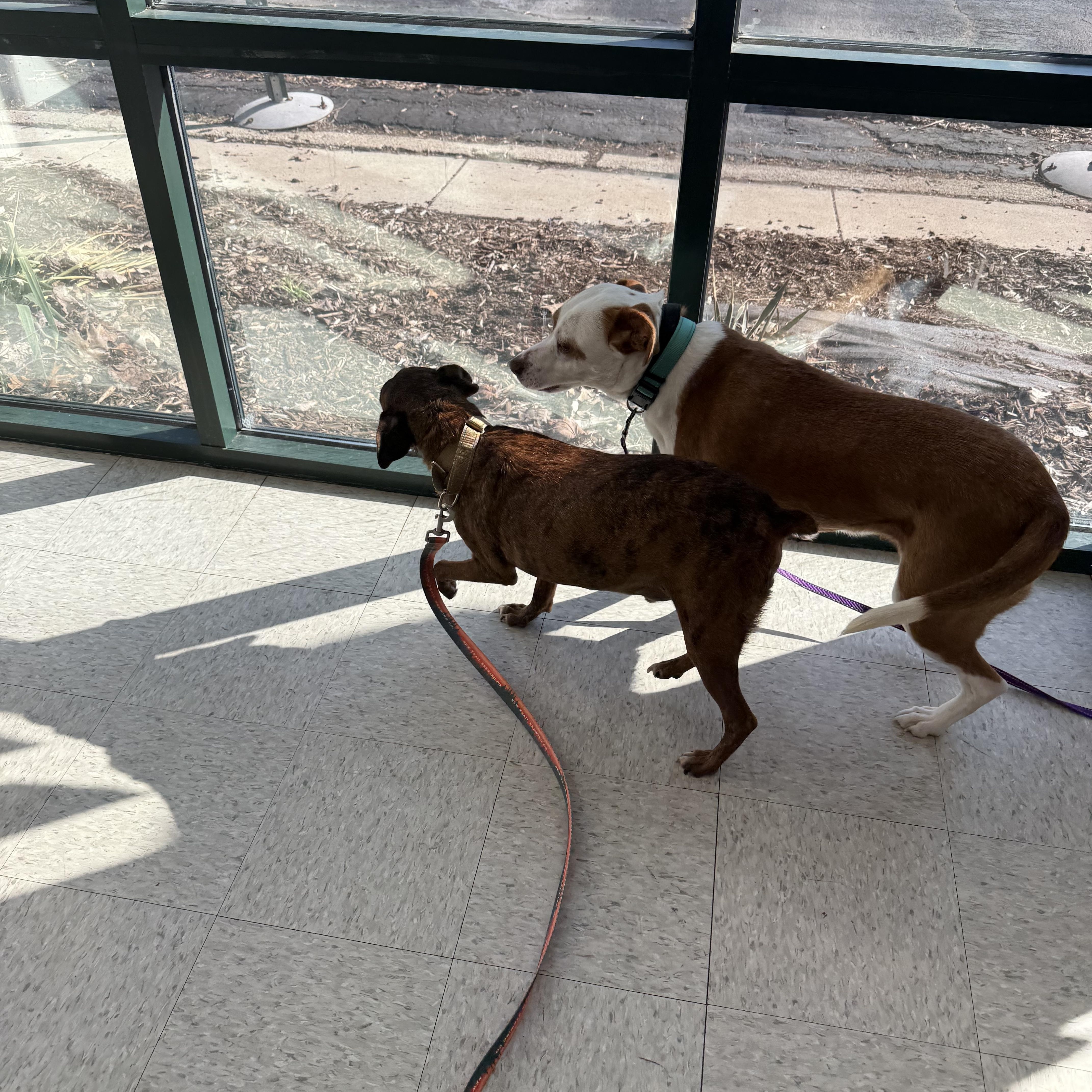 Penny, a ADOPTABLE mixed breed in Homewood, IL image 6/6