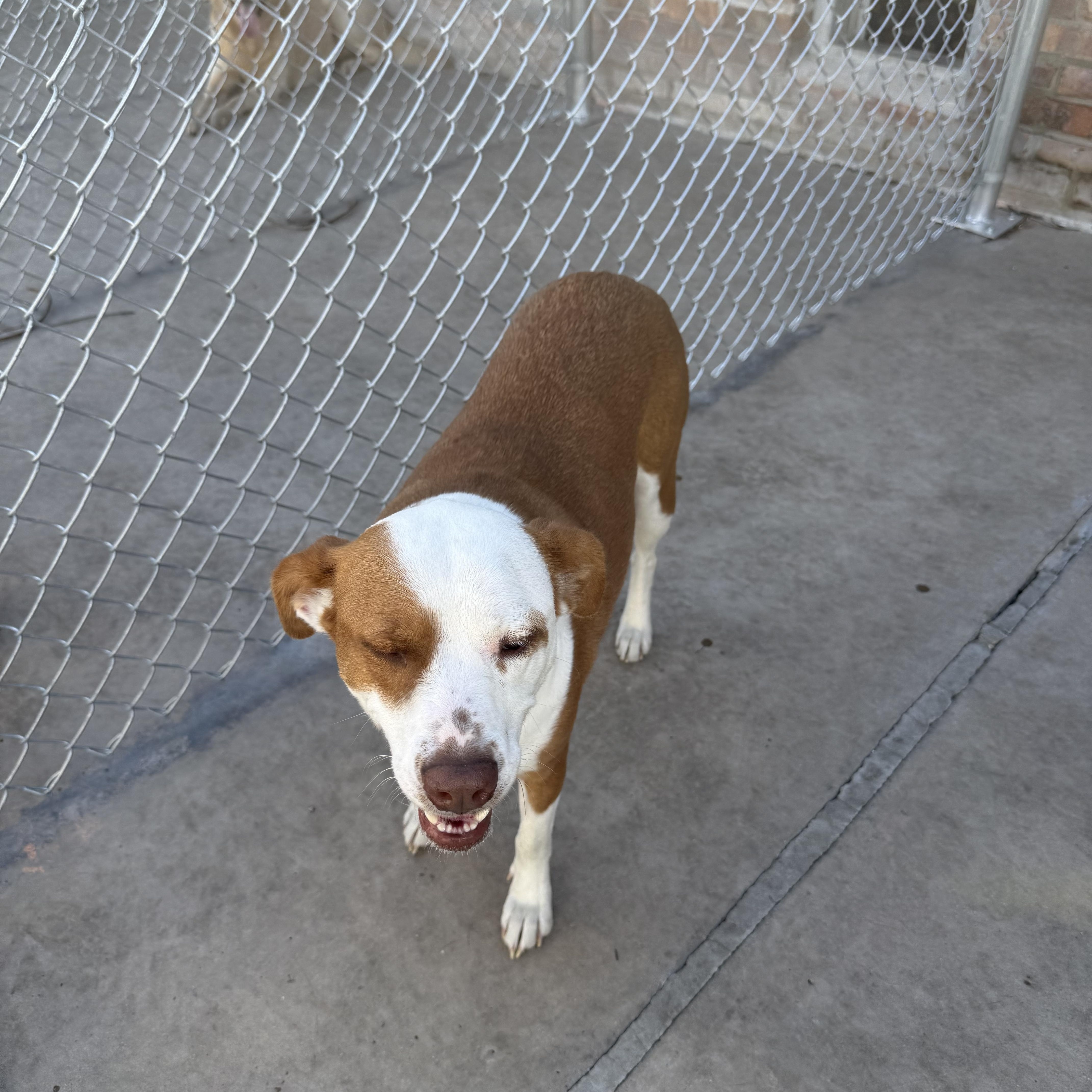 Penny, a ADOPTABLE mixed breed in Homewood, IL image 3/6