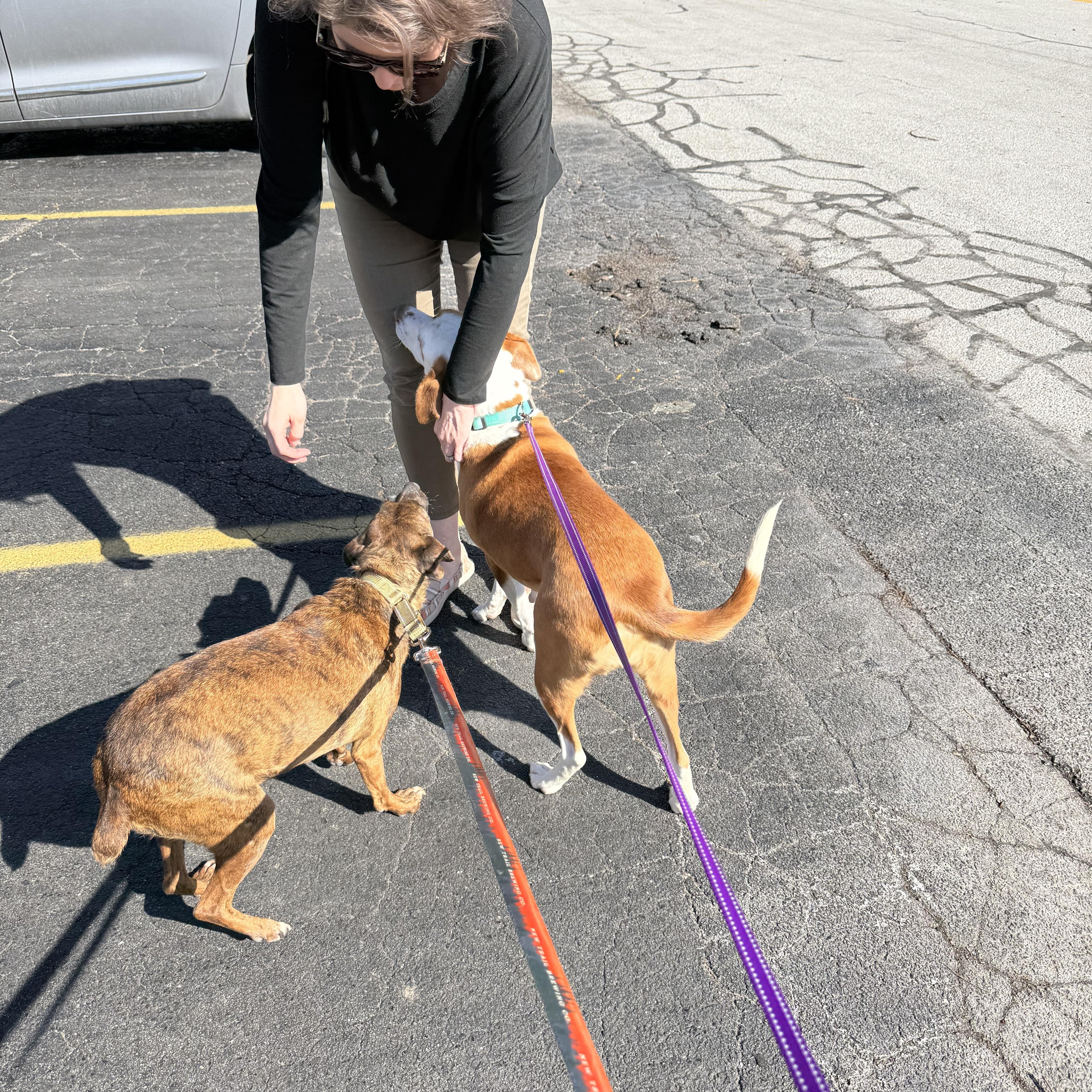 Penny, a ADOPTABLE mixed breed in Homewood, IL image 4/6