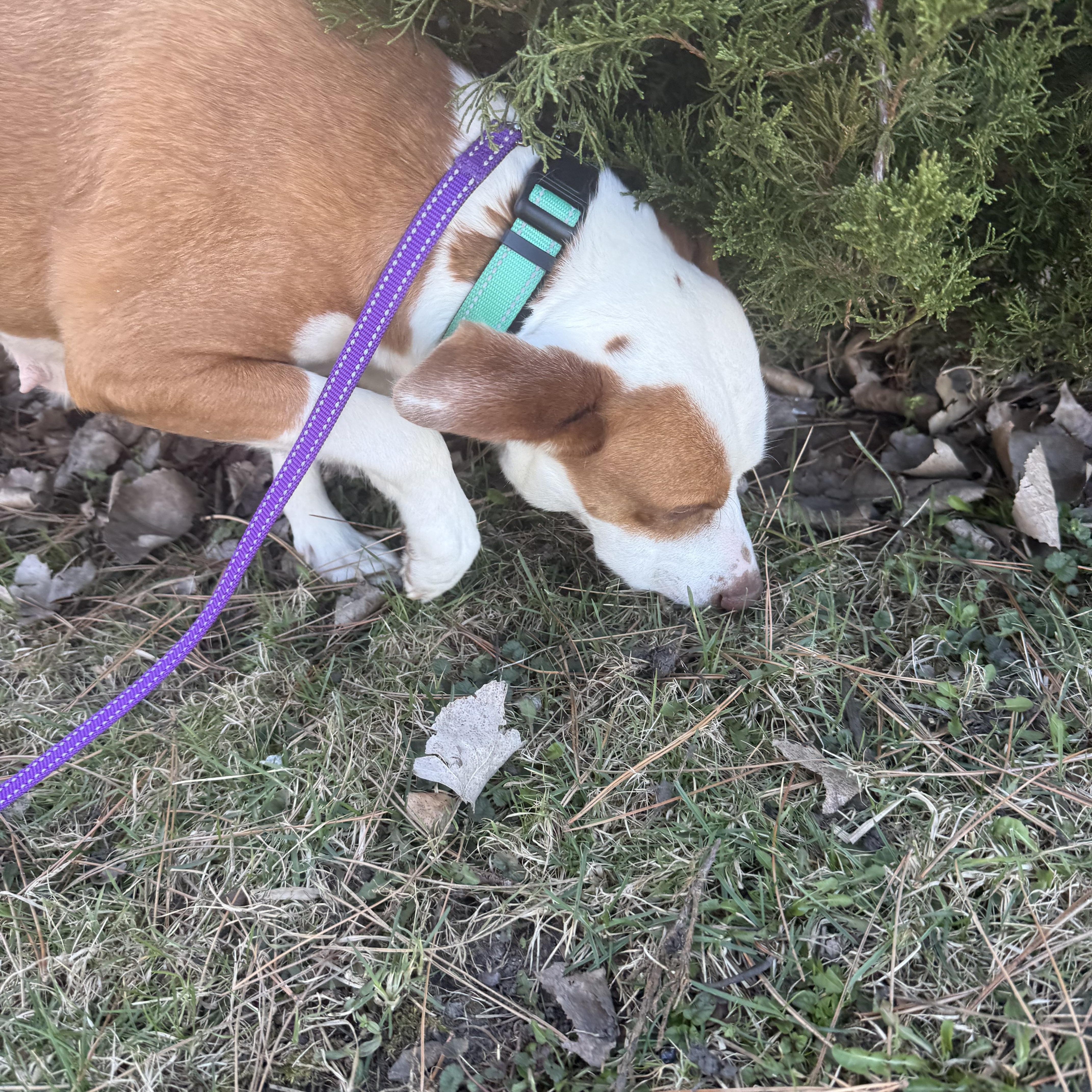 Penny, a ADOPTABLE mixed breed in Homewood, IL image 5/6