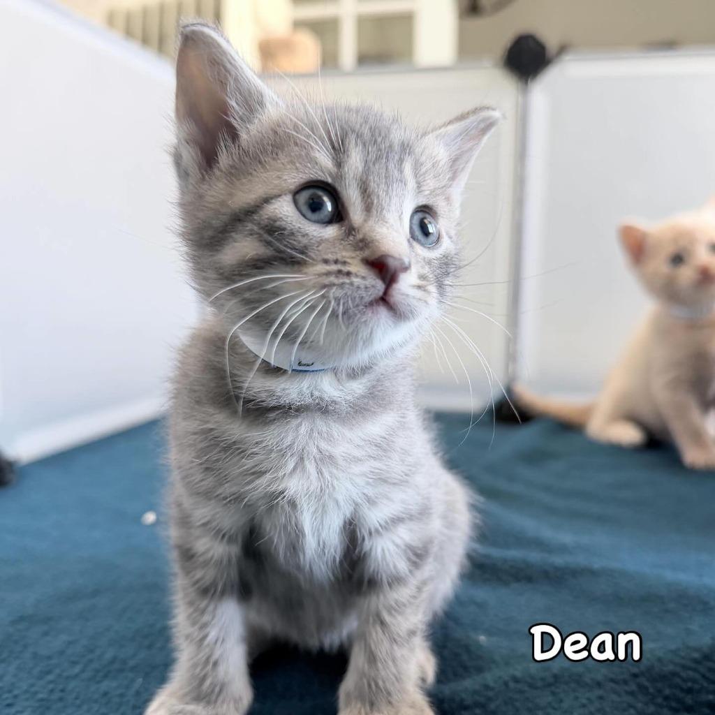 Enlarge Dean, a Adoptable mixed breed in Mineral, VA image 1/1