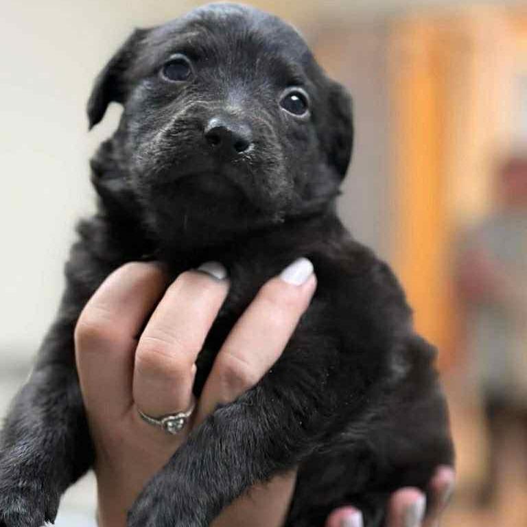 CT Ivy, Adoptable, Puppy Female Shepherd.