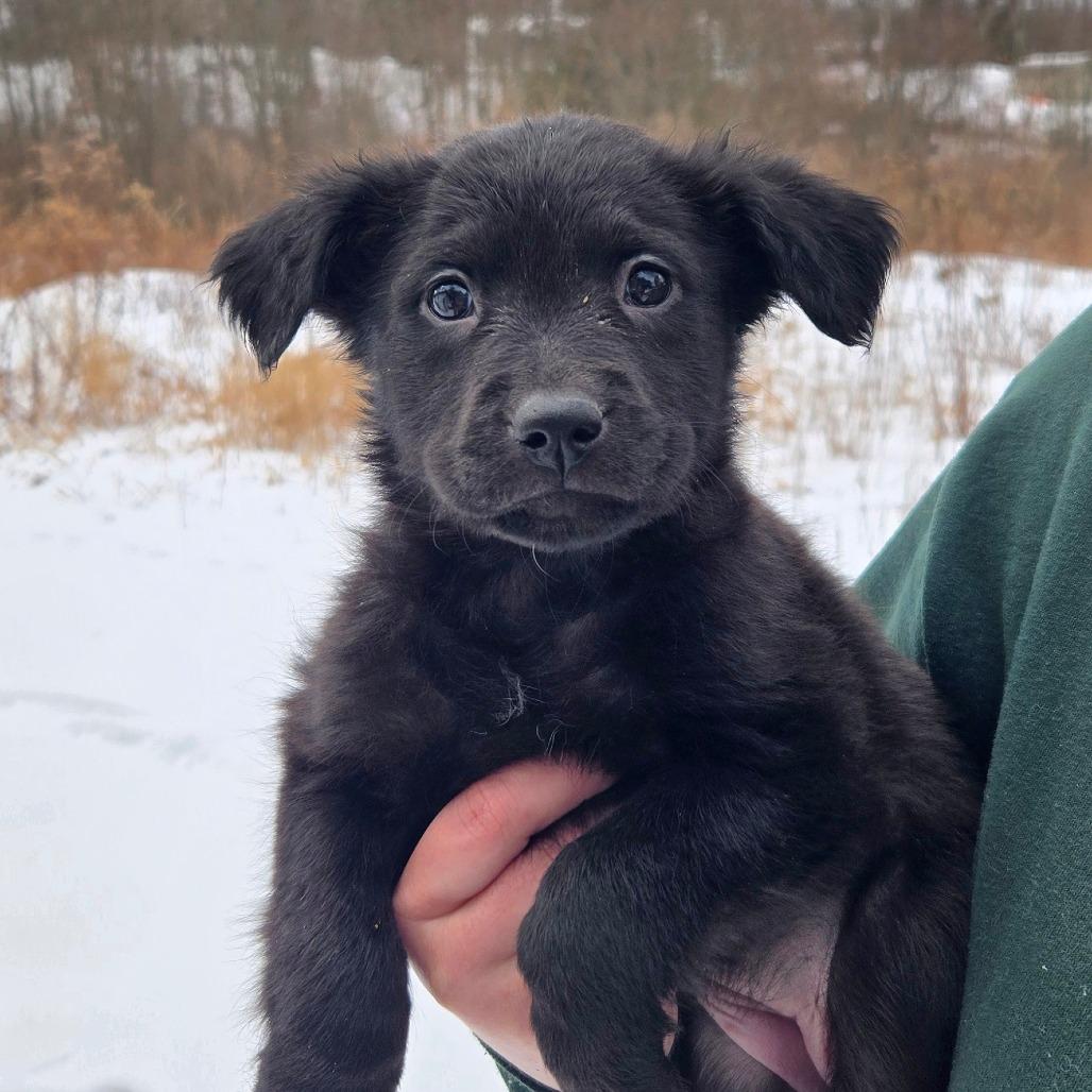 CT Ivy, a Adoptable mixed breed in Eastford, CT image 2/2