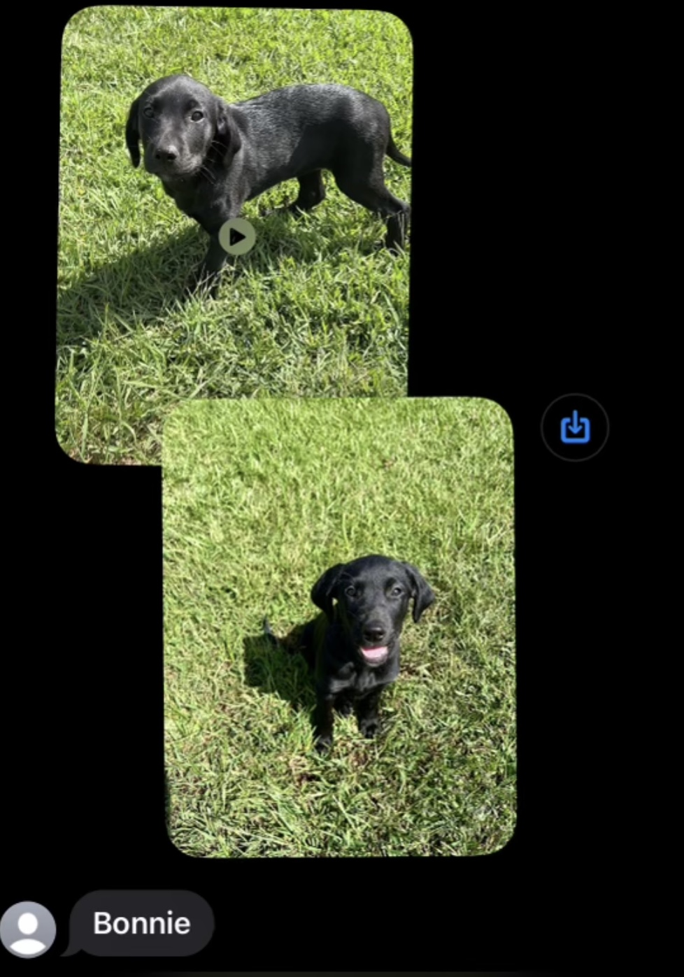 Caroline, Adopted, Puppy Female Labrador Retriever.