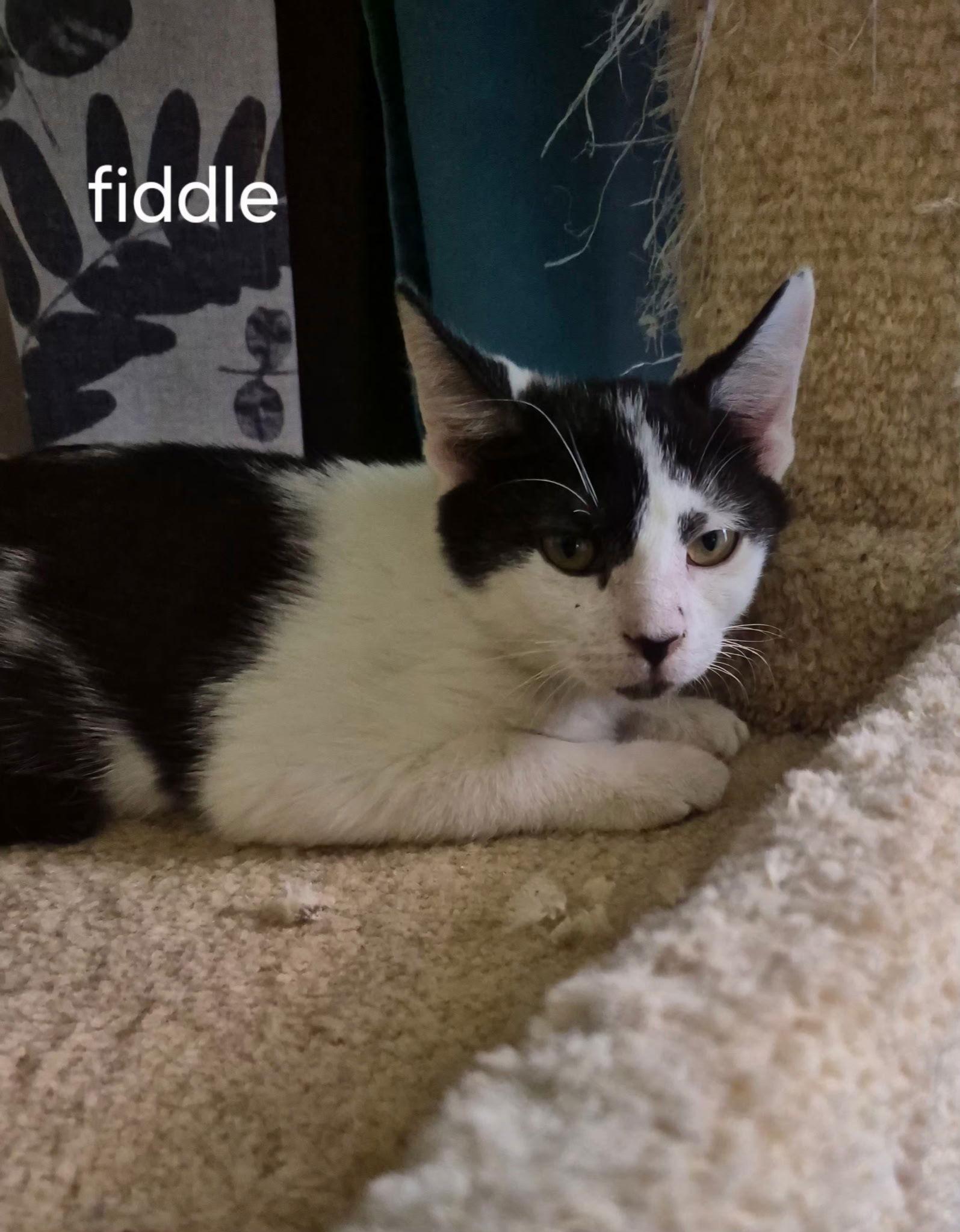 Enlarge Fiddle the Handsome Boy, a Adoptable Domestic Short Hair in Oviedo, FL image 1/3