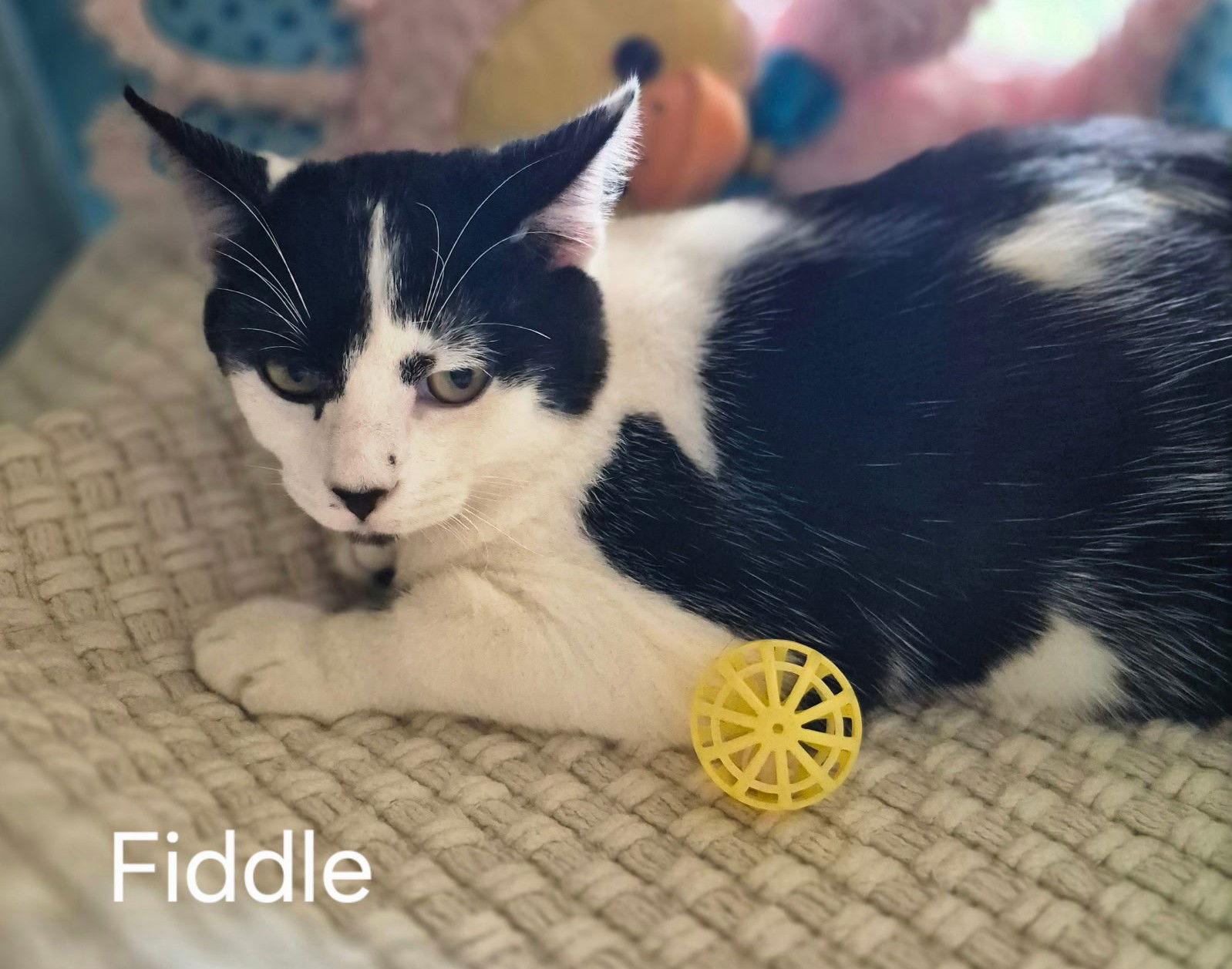 Enlarge Fiddle the Handsome Boy, a Adoptable Domestic Short Hair in Oviedo, FL image 2/3