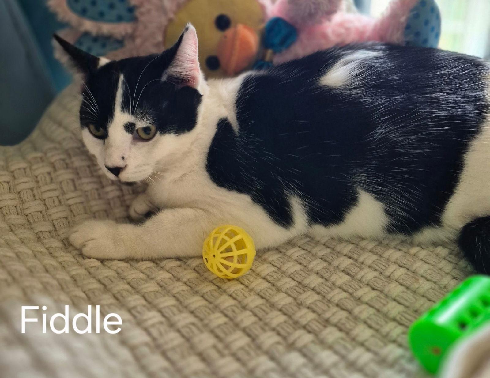 Enlarge Fiddle the Handsome Boy, a Adoptable Domestic Short Hair in Oviedo, FL image 3/3