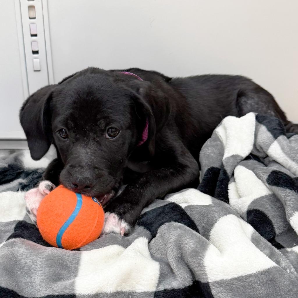 Enlarge Emmy, a Adoptable Mixed Breed in Little Rock, AR image 1/6