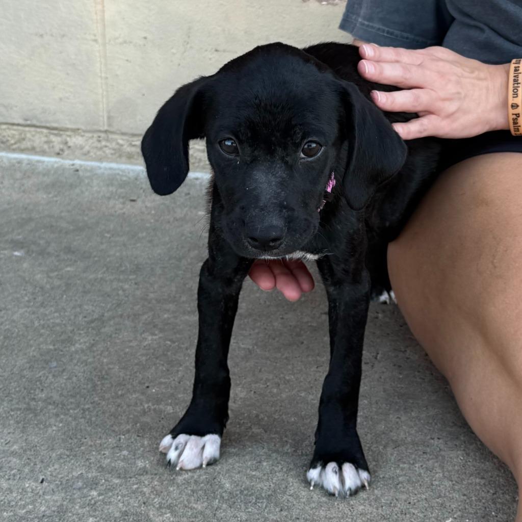 Enlarge Emmy, a Adoptable Mixed Breed in Little Rock, AR image 2/6