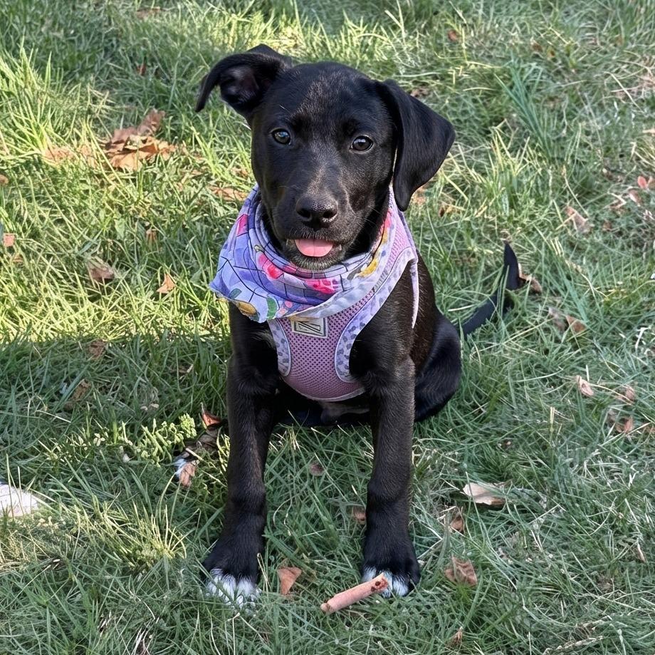 Enlarge Emmy, a Adoptable Mixed Breed in Little Rock, AR image 3/6