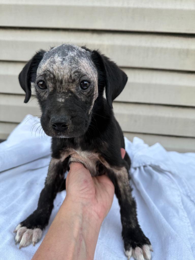 Enlarge Emmy, a Adoptable Mixed Breed in Little Rock, AR image 4/6
