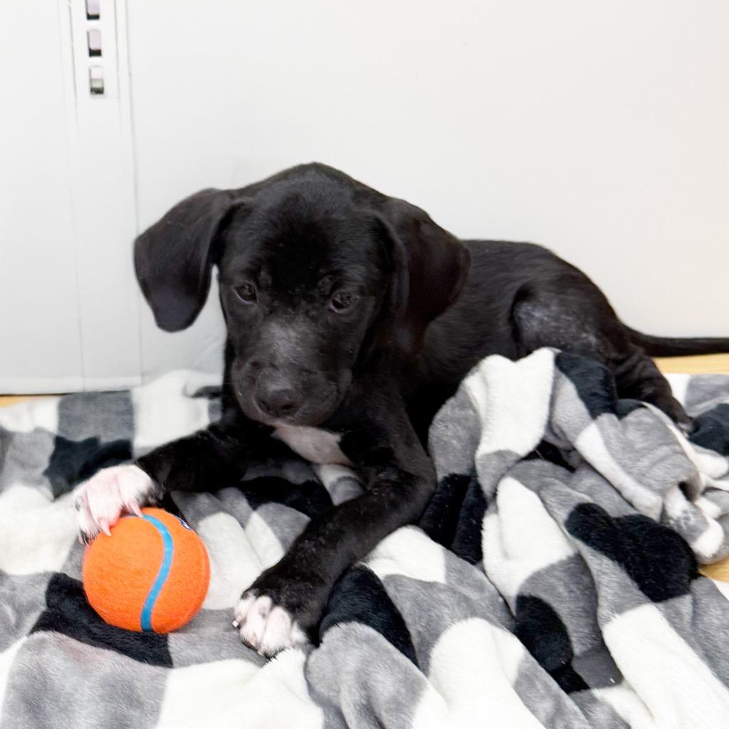 Enlarge Emmy, a Adoptable Mixed Breed in Little Rock, AR image 5/6