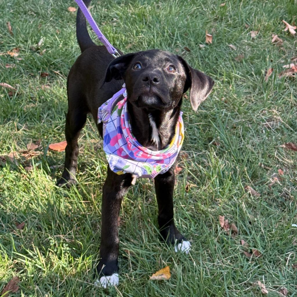 Enlarge Emmy, a Adoptable Mixed Breed in Little Rock, AR image 6/6