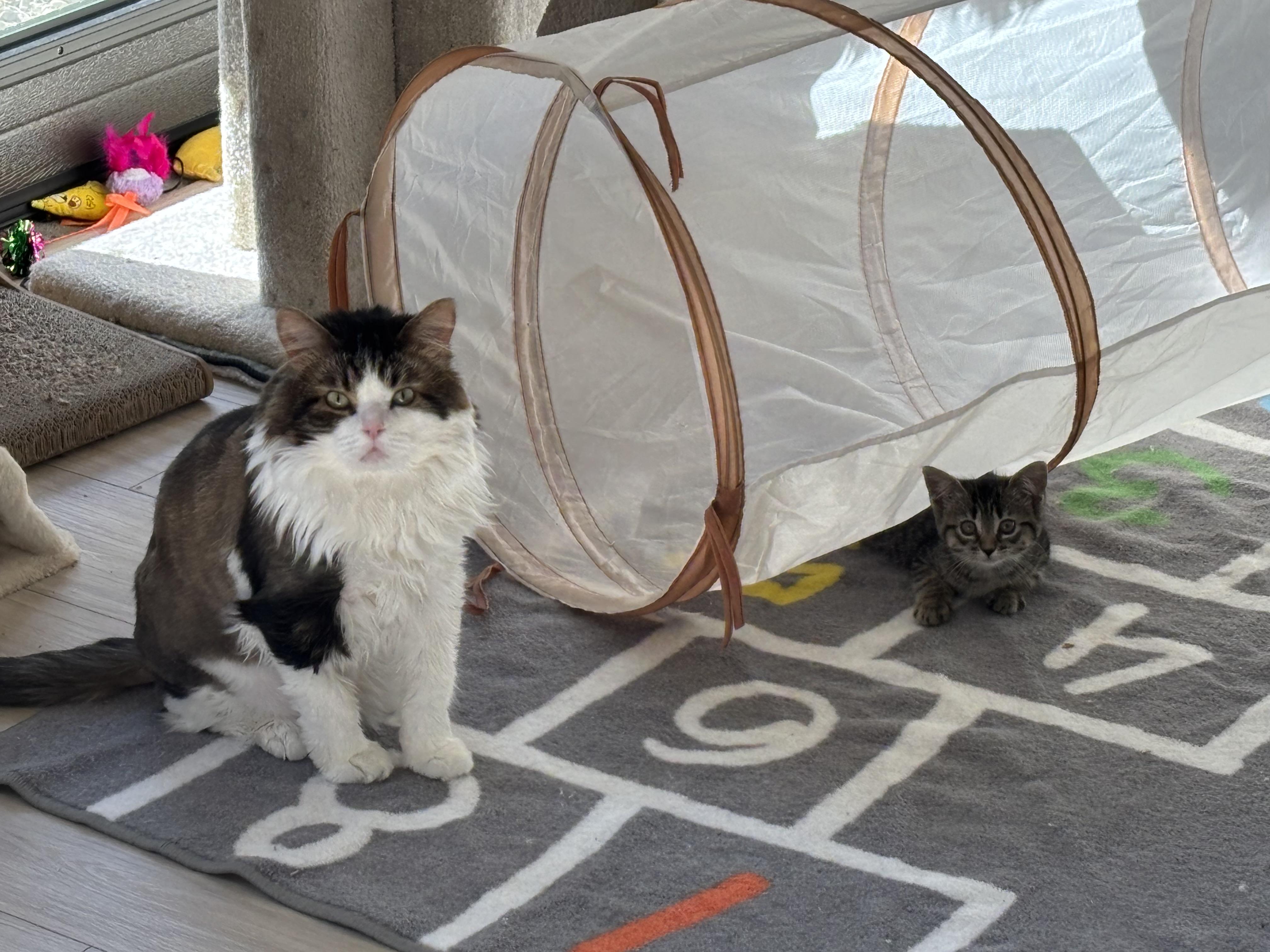 Enlarge Melvin, a Adopted Domestic Long Hair in Ottawa, ON image 3/4